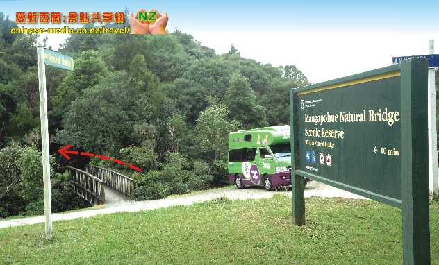 Mangapohue Natural Bridge 天然石灰岩穴拱橋  Marokopa Falls  Waitomo