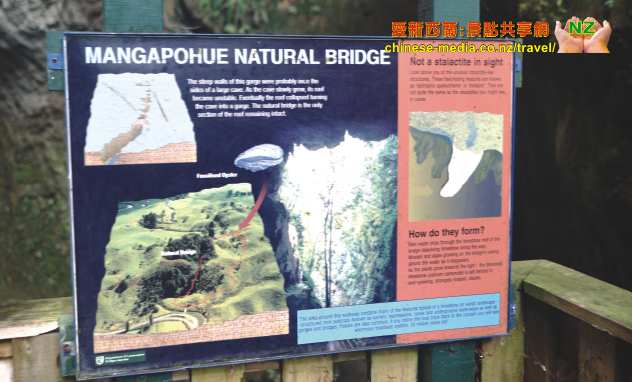 Mangapohue Natural Bridge 天然石灰岩穴拱橋  Marokopa Falls  Waitomo