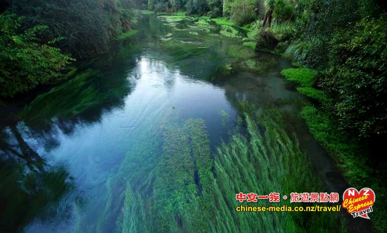 Tirau 蒂蕾 Putaruru Te Waihou 河上 Blue Spring 藍色清泉