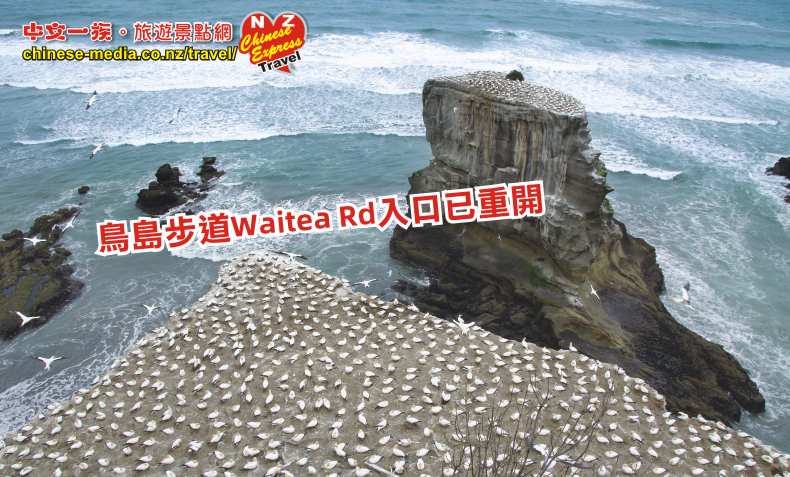 Waitakere Muriwai Gannet Colony 鰹鳥棲息島