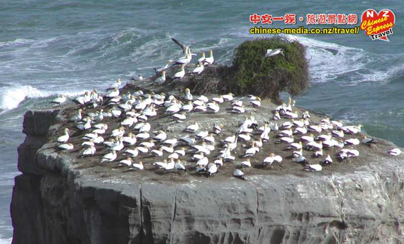 Waitakere Muriwai Gannet Colony 鰹鳥棲息島