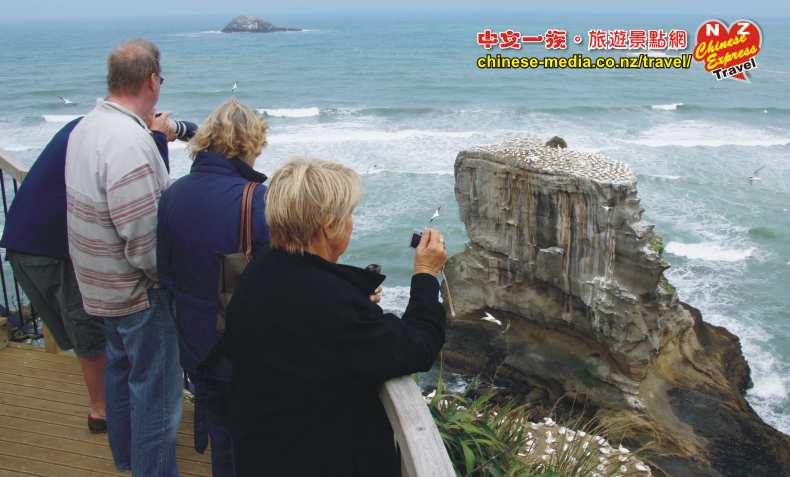 Waitakere Muriwai Gannet Colony 鰹鳥棲息島