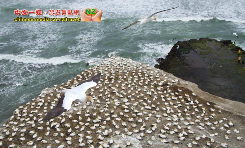 Waitakere Muriwai Gannet Colony 鰹鳥棲息島