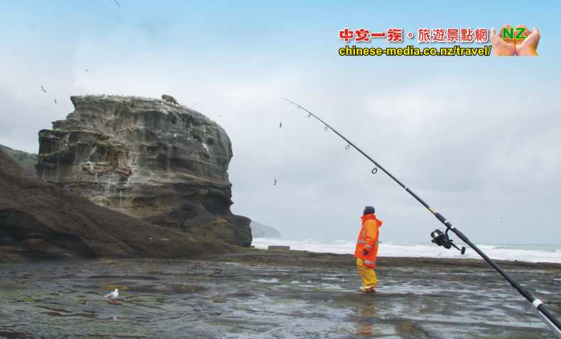 Waitakere Muriwai Gannet Colony 鰹鳥棲息島