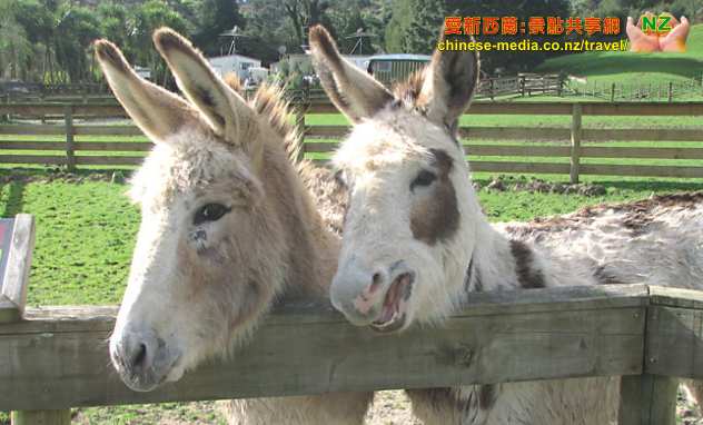 中文一族探索新西兰旅游
