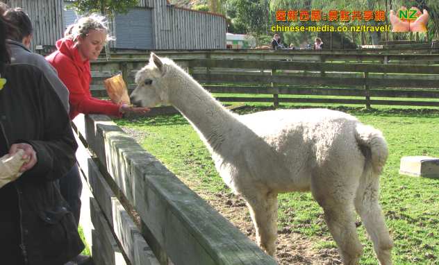Warkworth, Sheep World 綿羊世界剪羊毛