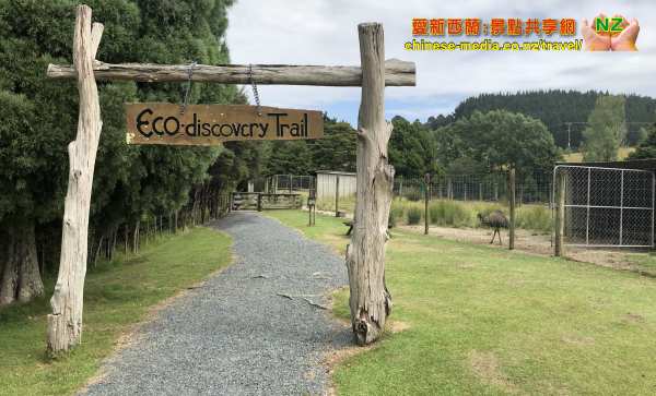 Warkworth, Sheep World 綿羊世界剪羊毛