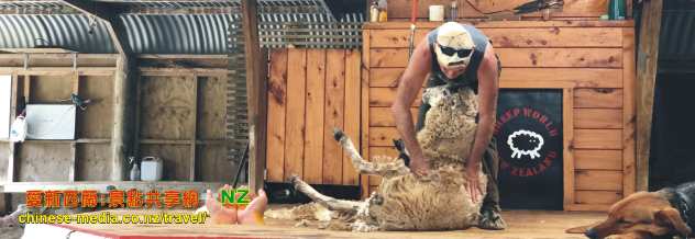 Warkworth, Sheep World 綿羊世界剪羊毛