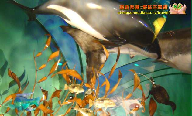 Wellington Te Papa Museum 威靈頓 蒂帕帕 新西蘭國立博物館