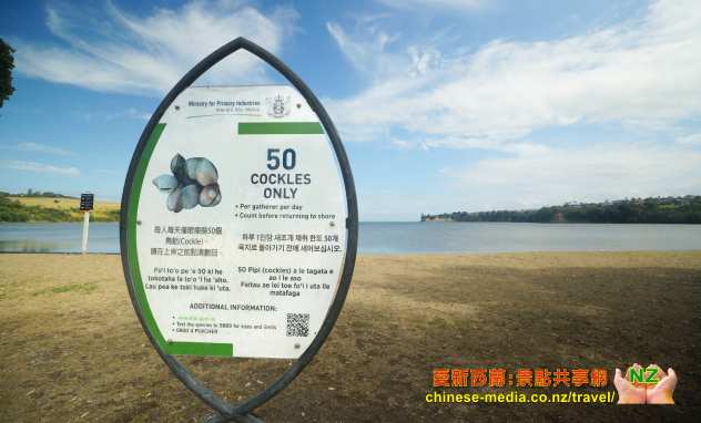 Whangaparaoa 旺阿帕勞阿 Shakespeare Park 莎士比亞公園  Okoromai Bay Te Haruhi Bay 孔雀 檢拾 Cockle 蛤蜊