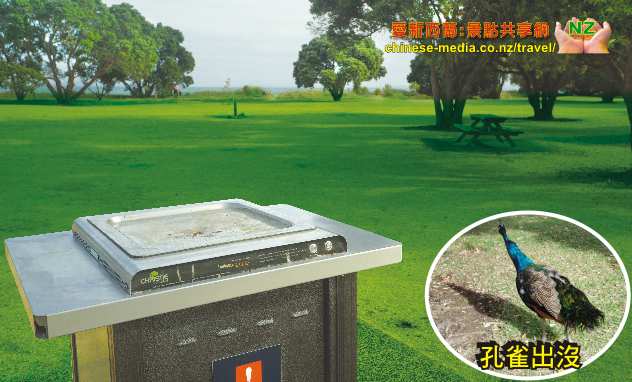 Whangaparaoa 旺阿帕勞阿 Shakespeare Park 莎士比亞公園  Okoromai Bay Te Haruhi Bay 孔雀 檢拾 Cockle 蛤蜊