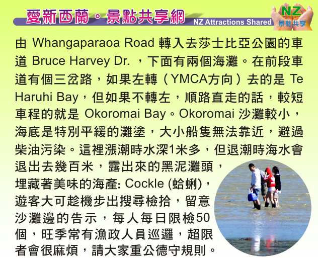 Whangaparaoa 旺阿帕勞阿 Shakespeare Park 莎士比亞公園  Okoromai Bay Te Haruhi Bay 孔雀 檢拾 Cockle 蛤蜊