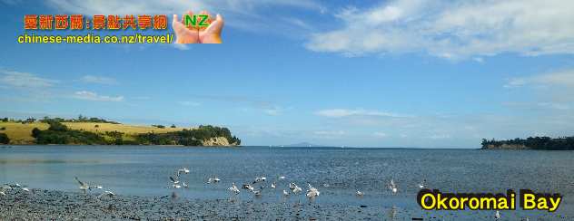 Whangaparaoa 旺阿帕勞阿 Shakespeare Park 莎士比亞公園  Okoromai Bay Te Haruhi Bay 孔雀 檢拾 Cockle 蛤蜊