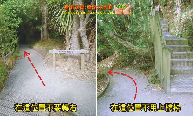 Shakespeare Park 莎士比亞公園 Whangaparaoa Waterfall Gully  小瀑布步道