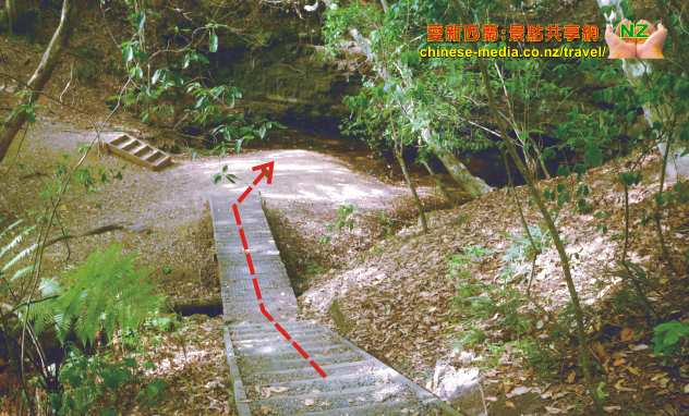 Shakespeare Park 莎士比亞公園 Whangaparaoa Waterfall Gully  小瀑布步道