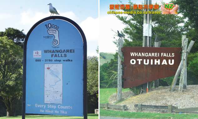Whangarei Falls 方加雷新西蘭最上鏡瀑布