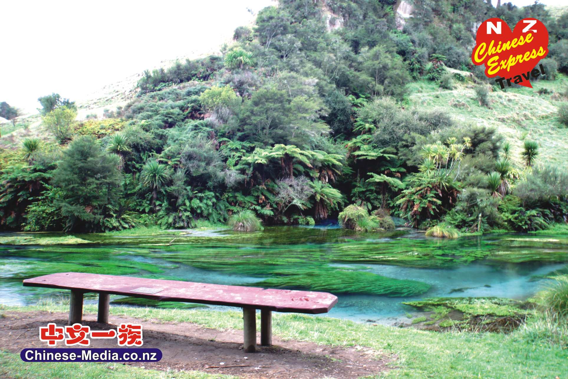 Mamaku Putaruru - Te Waihou Blue Spring 蓝色清泉 Waihou River  中文一族傳媒新西蘭旅遊景點