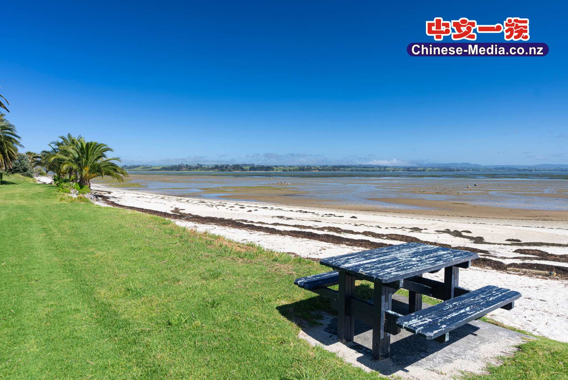 Clarks Beach Scallops Waiuku River 克拉克斯海滩  中文一族傳媒新西蘭旅遊景點