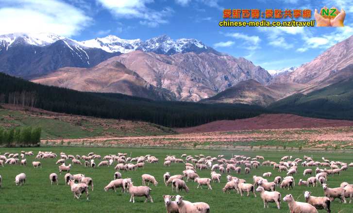南極光Lake Tekapo、Mt Cook National Park、Catlins 、Nugget Point、Bluff布拉夫鎮、Invercargill、Stewart Island 斯圖爾特島