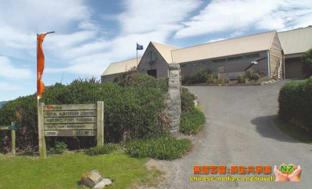 Taiaroa Head Royal Albatross 信天翁