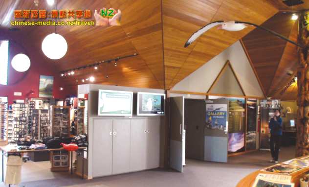 Taiaroa Head Royal Albatross 信天翁