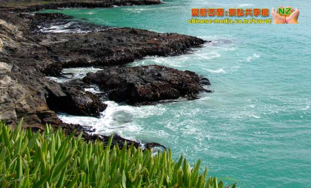 Taiaroa Head Royal Albatross 信天翁