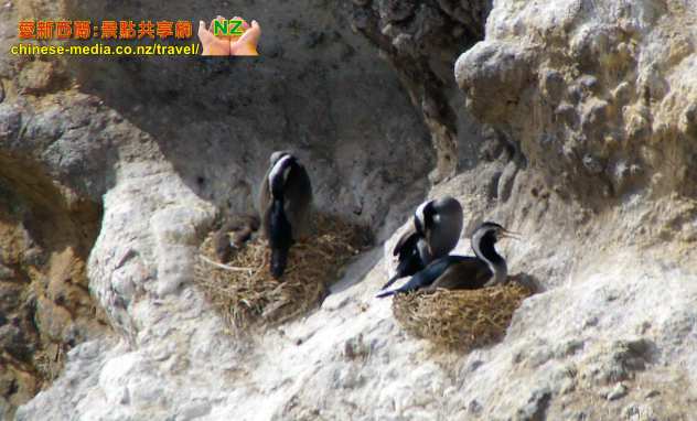 Taiaroa Head Royal Albatross 信天翁