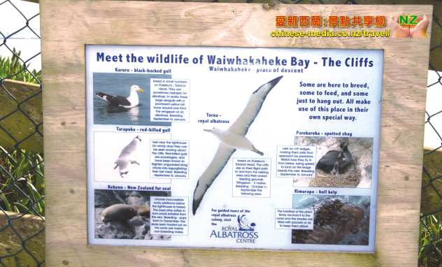 Taiaroa Head Royal Albatross 信天翁
