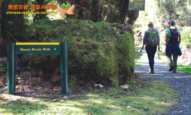 Monro Beach Walk 蒙羅海灘步道 Fiordland Crested Penguin 峽灣鳳冠企鵝