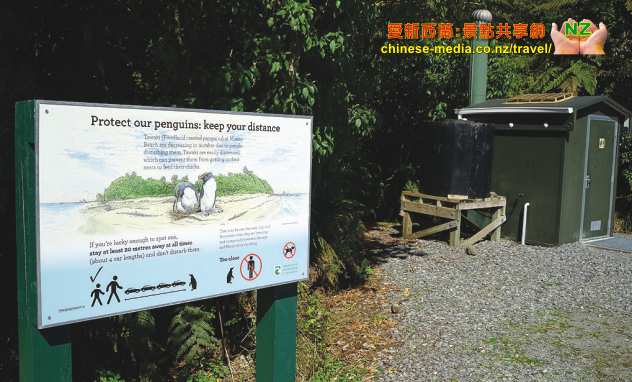 Monro Beach Walk 蒙羅海灘步道 Fiordland Crested Penguin 峽灣鳳冠企鵝