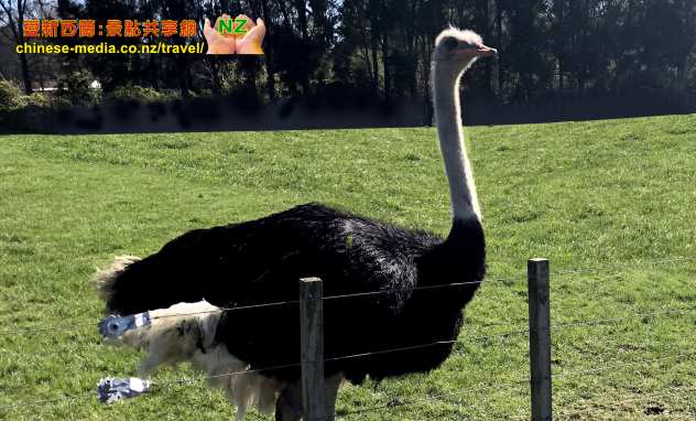 Invercargill Queens Park 因弗卡吉爾 皇后公園