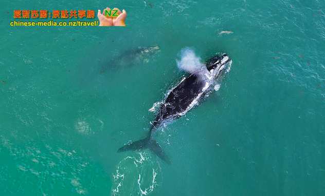 Kaikoura 凱庫拉 Wings Over Whales Helicopters 小飛機飛航直昇機觀鯨