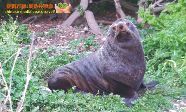 Kaikoura Seal Colony 凱庫拉毛海豹棲息地 Point Kean Viewpoint