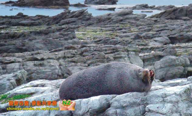 Kaikoura Seal Colony 凱庫拉毛海豹棲息地 Point Kean Viewpoint