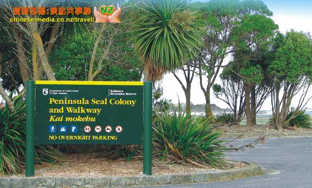 Kaikoura Seal Colony 凱庫拉毛海豹棲息地 Point Kean Viewpoint