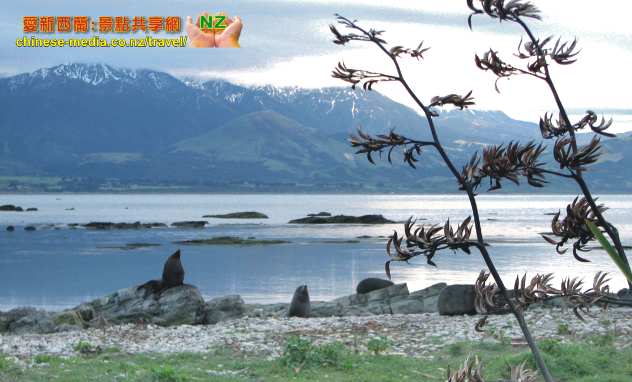 Kaikoura Seal Colony 凱庫拉毛海豹棲息地 Point Kean Viewpoint