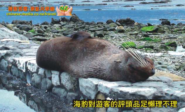 Kaikoura Seal Colony 凱庫拉毛海豹棲息地 Point Kean Viewpoint