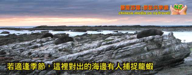 Kaikoura Seal Colony 凱庫拉毛海豹棲息地 Point Kean Viewpoint