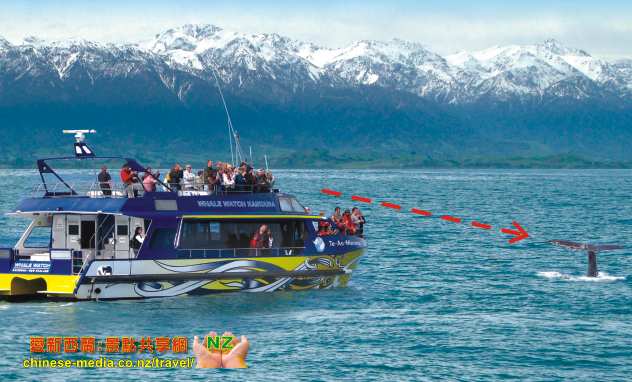 Kaikoura Whale Watch 凱庫拉船遊觀鯨