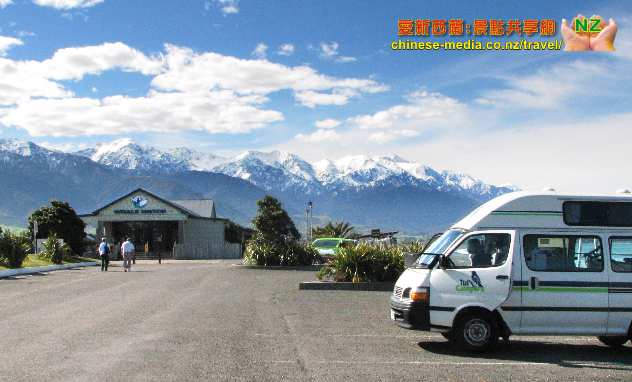 Kaikoura Whale Watch 凱庫拉船遊觀鯨