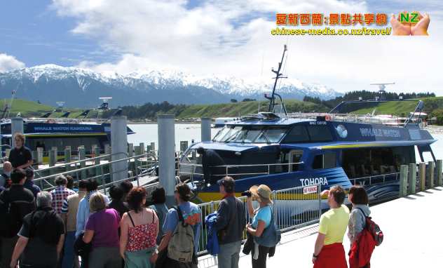 Kaikoura Whale Watch 凱庫拉船遊觀鯨