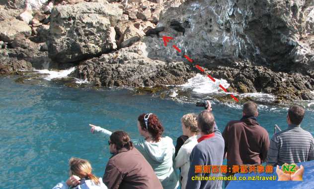 Kaikoura Whale Watch 凱庫拉船遊觀鯨