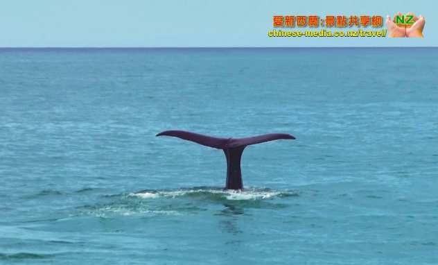 Kaikoura Whale Watch 凱庫拉船遊觀鯨