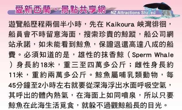 Kaikoura Whale Watch 凱庫拉船遊觀鯨