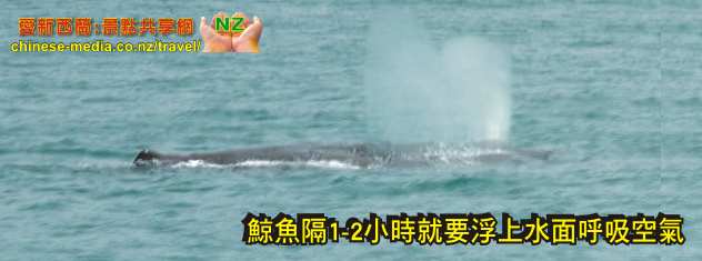 Kaikoura Whale Watch 凱庫拉船遊觀鯨