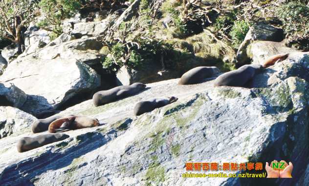 Milford Sound Cruises 米福峽灣的船遊觀光