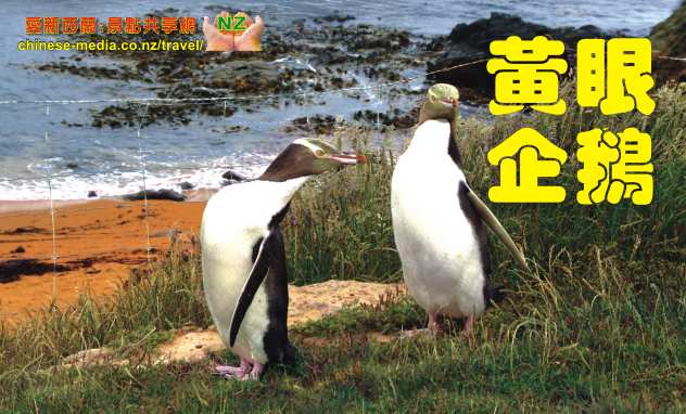 Moeraki Katiki Point Lighthouse Yellow eyed penguins 桉鱨洘華