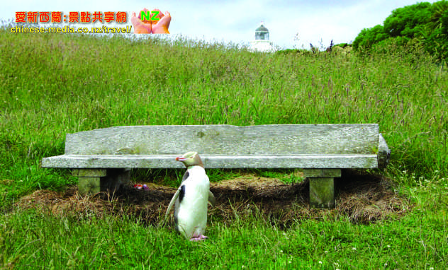 Moeraki Katiki Point Lighthouse Yellow eyed penguins 黃眼企鵝棲息地