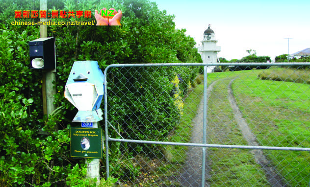 Moeraki Katiki Point Lighthouse Yellow eyed penguins 黃眼企鵝棲息地
