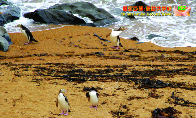 Moeraki Katiki Point Lighthouse Yellow eyed penguins 黃眼企鵝棲息地